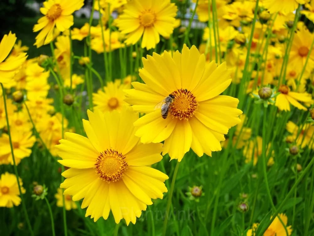 Coreopsis Seed - Main