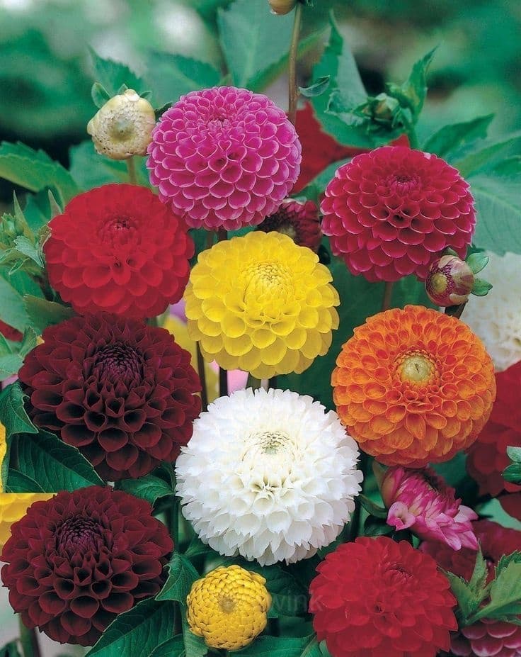 Dahlia Seed - Alt