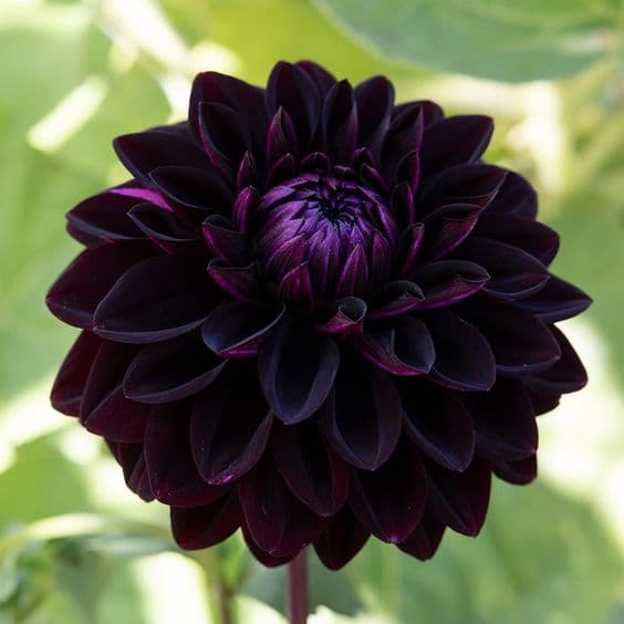 Dahlia Seed - Main