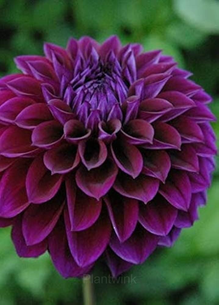 Dahlia Seed - View 3