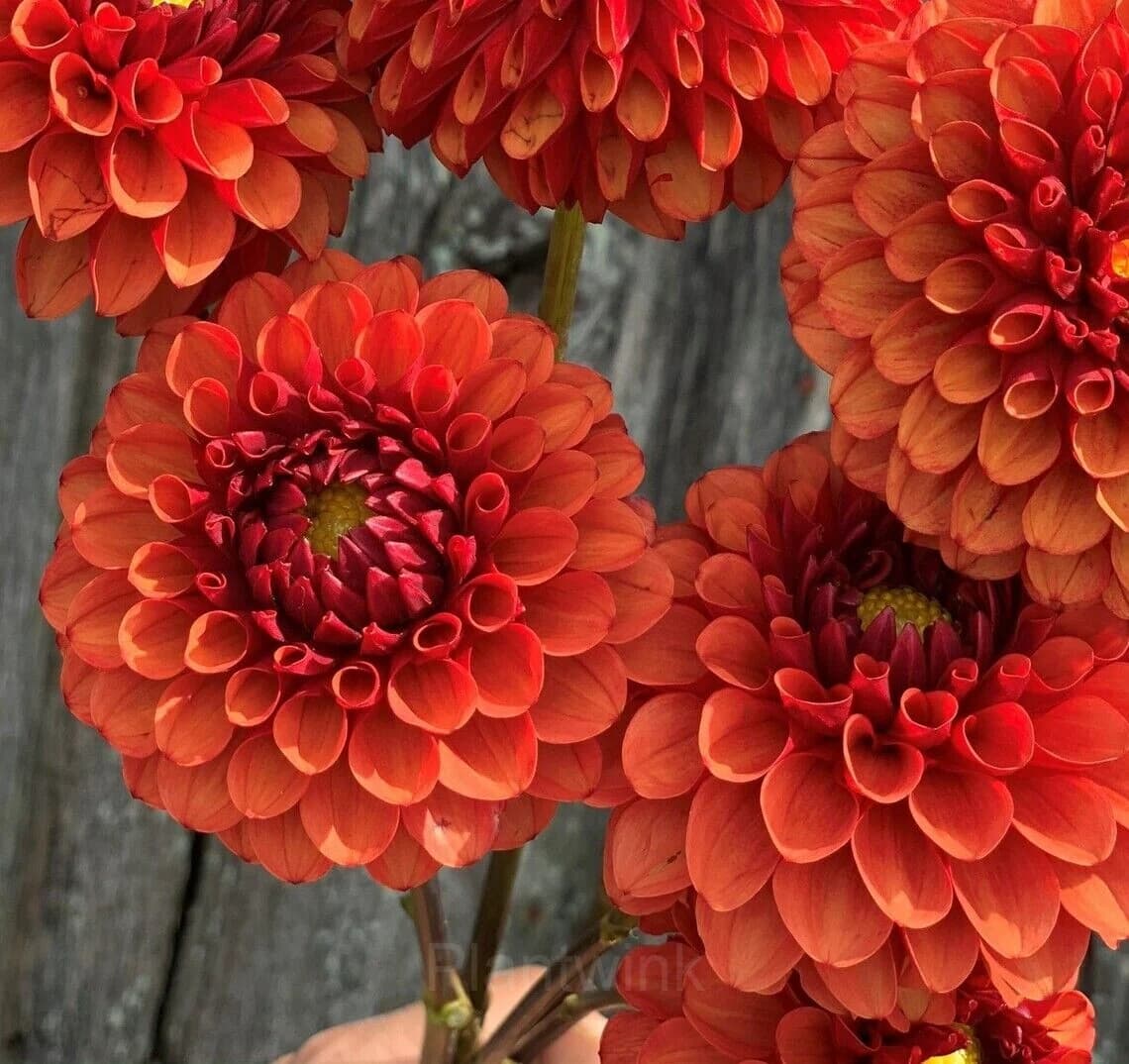 Dahlia Seed - View 4
