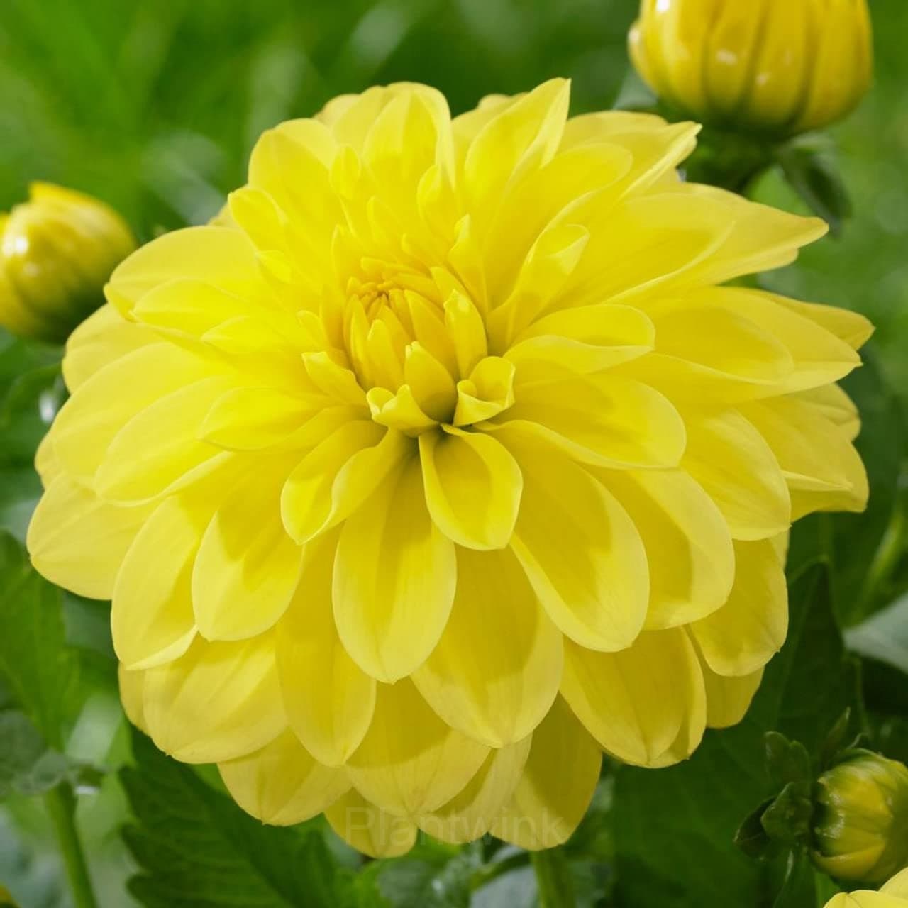 Dahlia Seed - View 6
