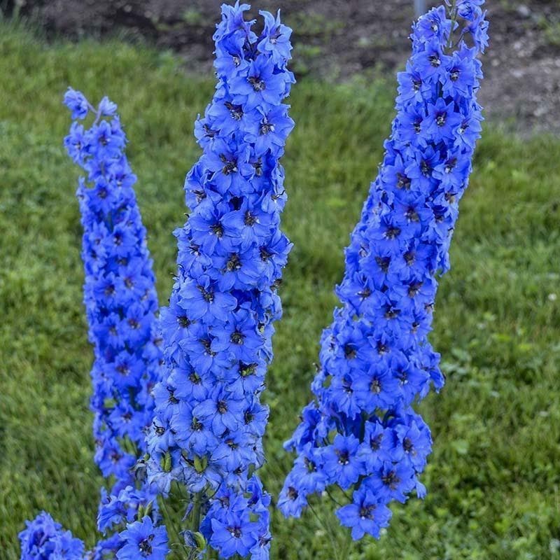 Delphinium Seed - Alt