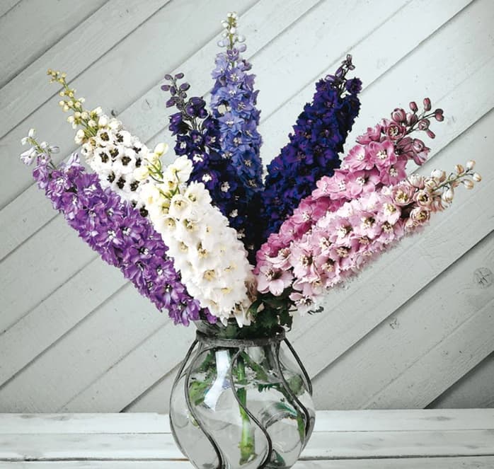 Delphinium Seed - View 4