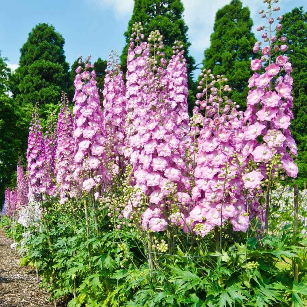 Delphinium Seed - View 5