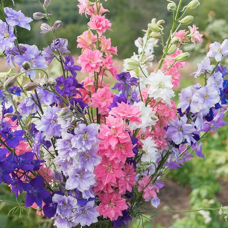 Delphinium Seed - Main
