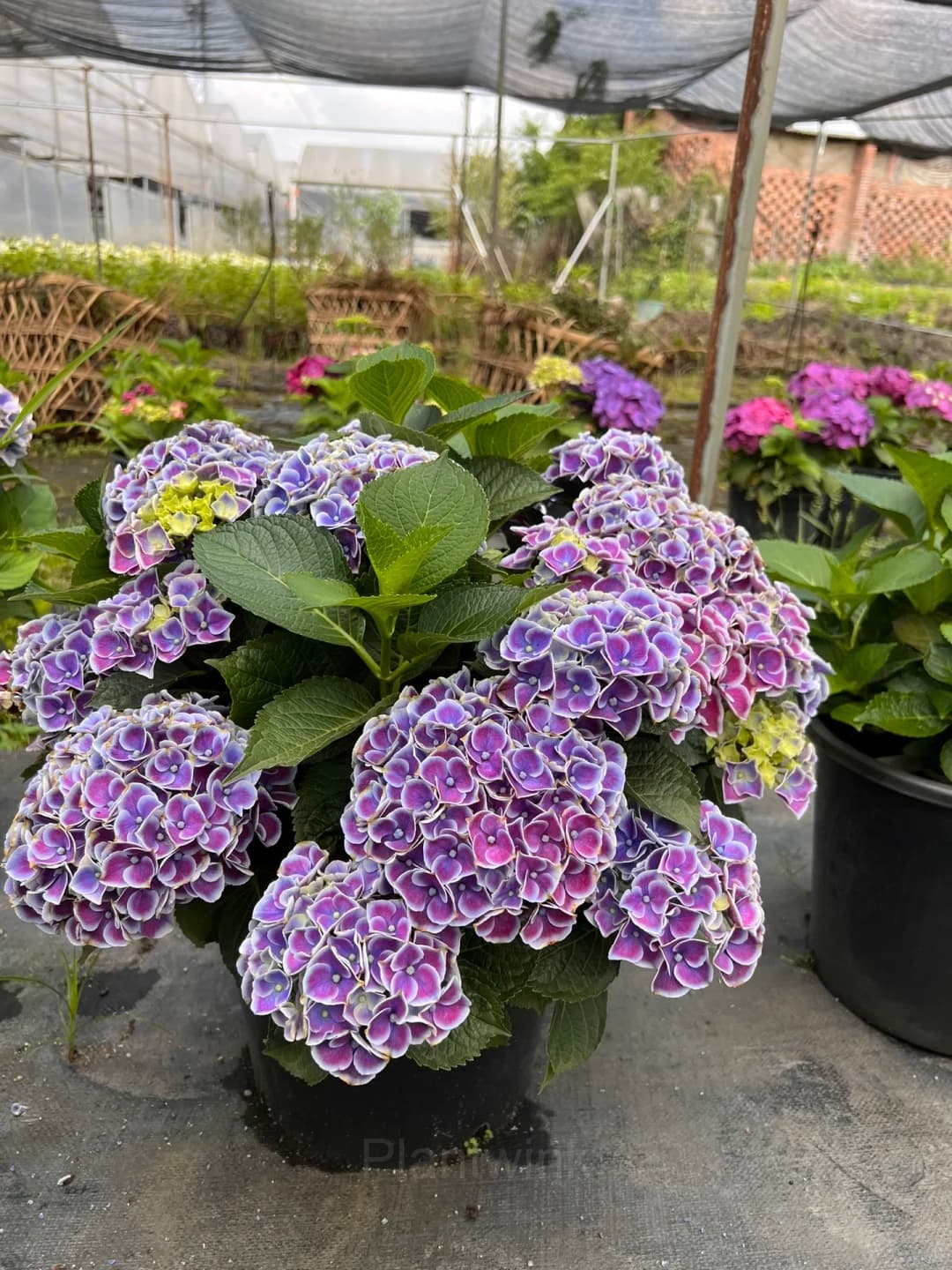 Hydrangea Tivoli Seed - View 2