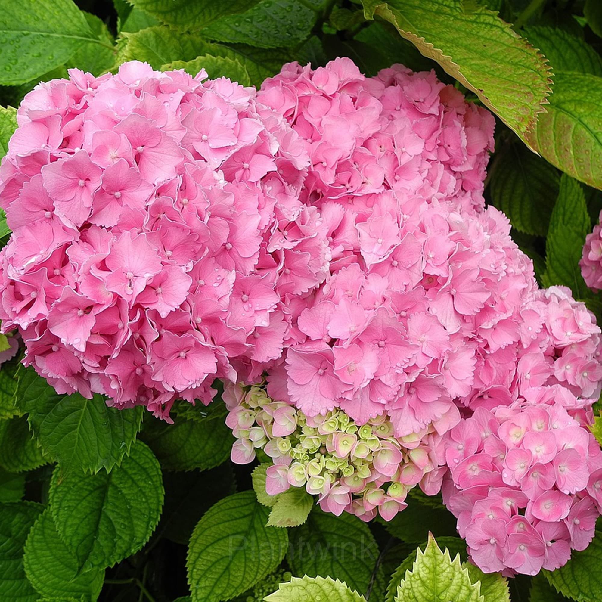 Hydrangea Tivoli Seed - View 3