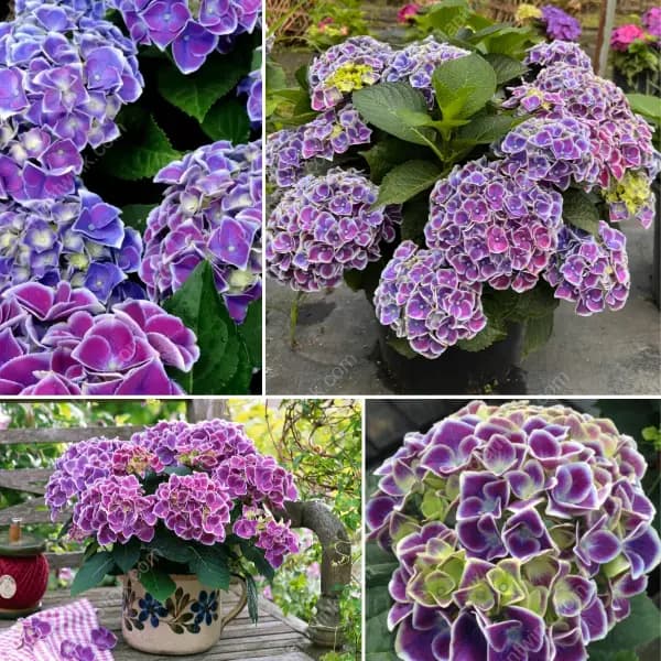 Hydrangea Tivoli Seed - View 6