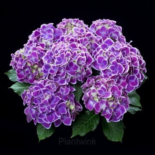 Hydrangea Tivoli Seed - View 4