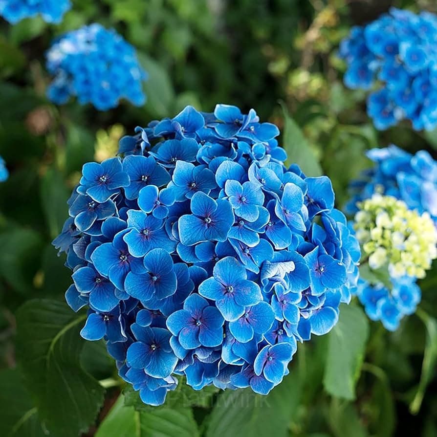 Hydrangea Tivoli Seed - View 5