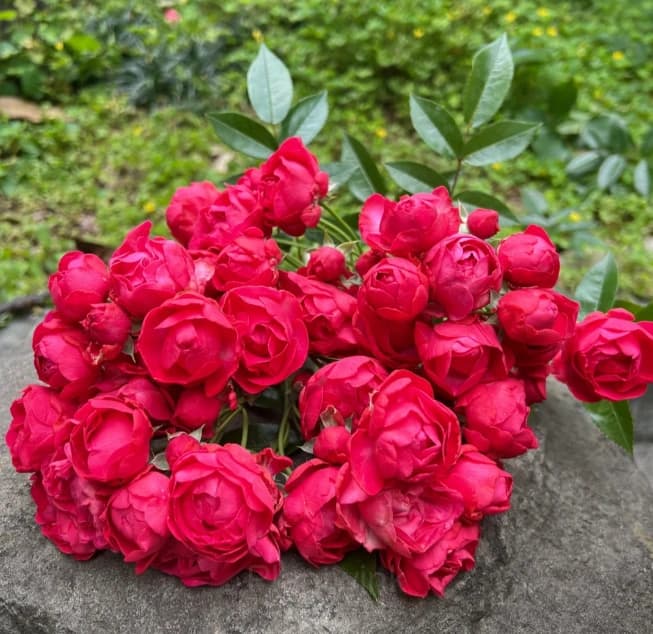 Rosa banksiae Seed - View 4