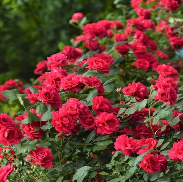 Rosa banksiae Seed - View 6