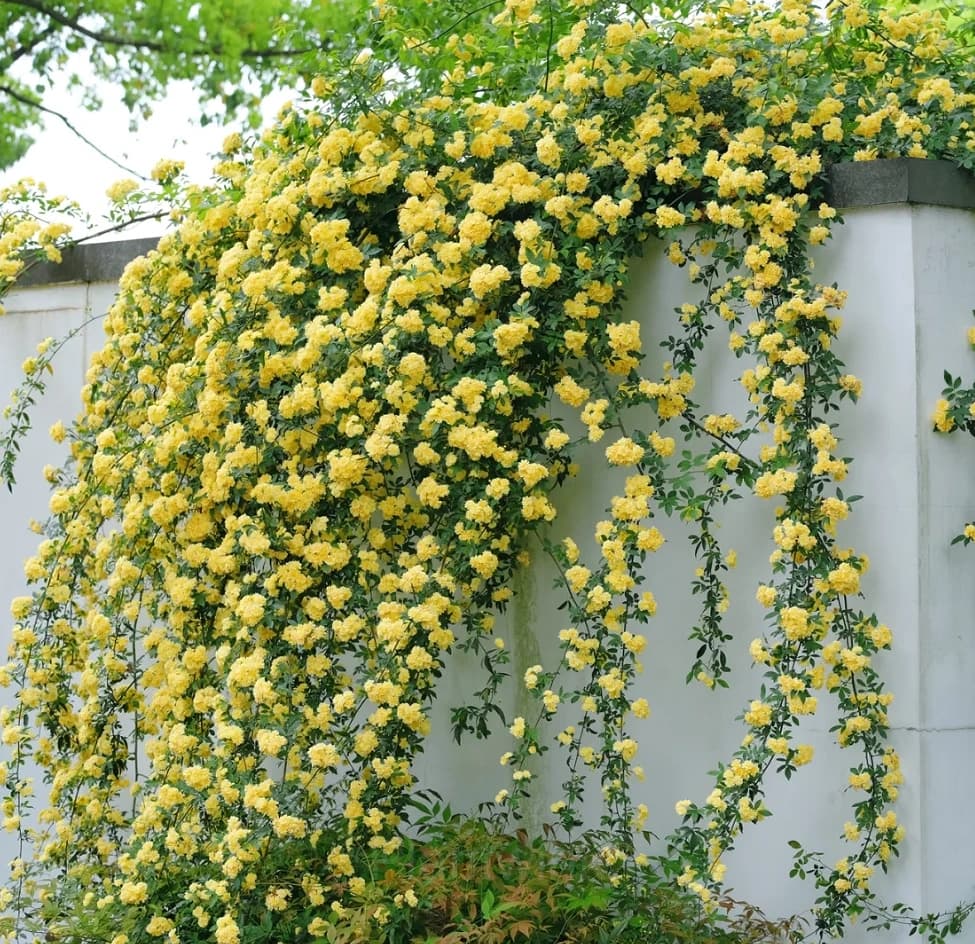 Rosa banksiae Seed - Main