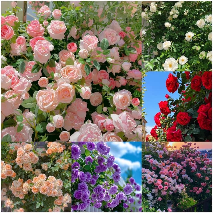 Climbing Rose Seed - Main