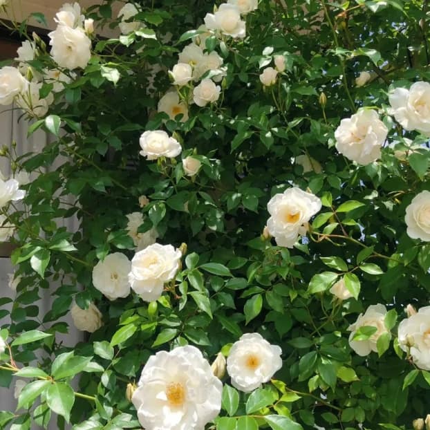 Climbing Rose Seed - View 10