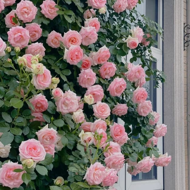Climbing Rose Seed - View 6