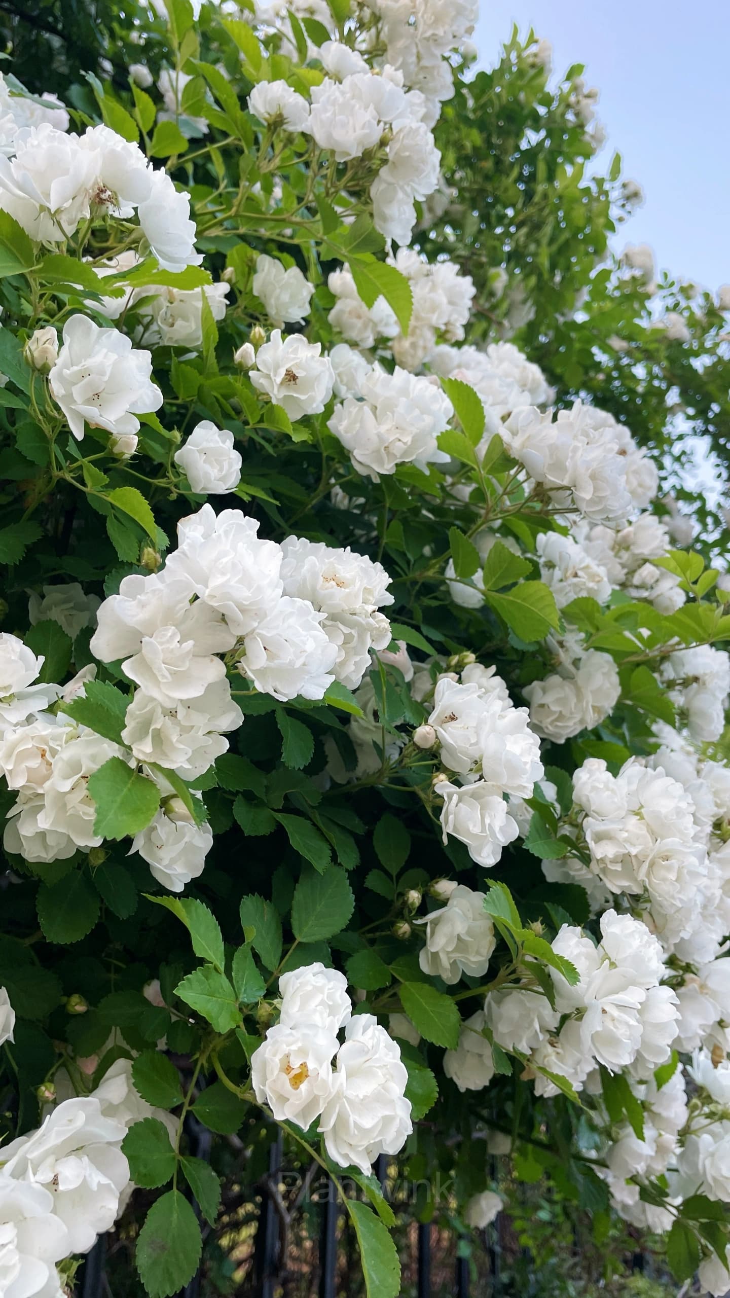 Climbing Rose Seed - View 12