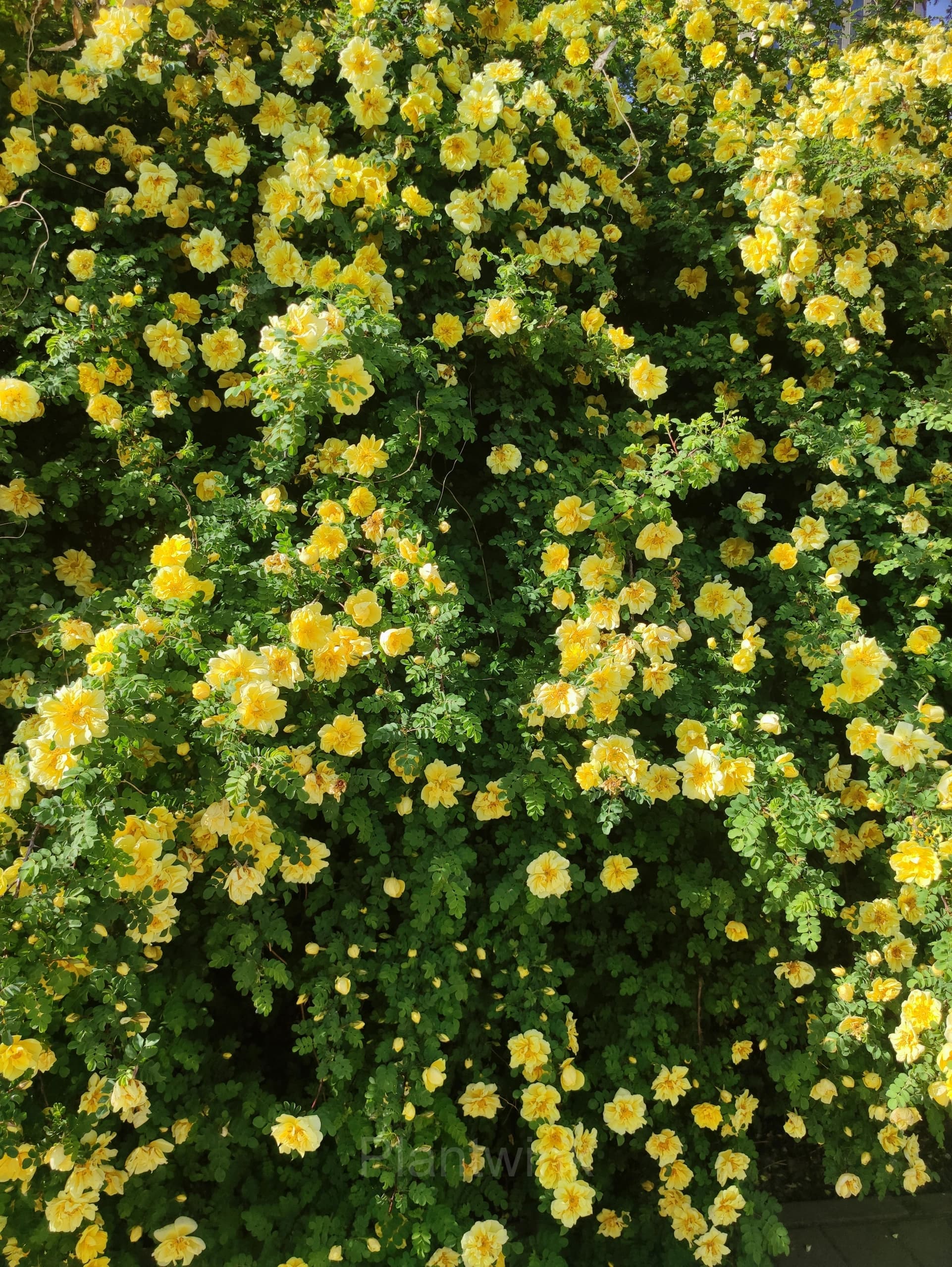 Climbing Rose Seed - View 8