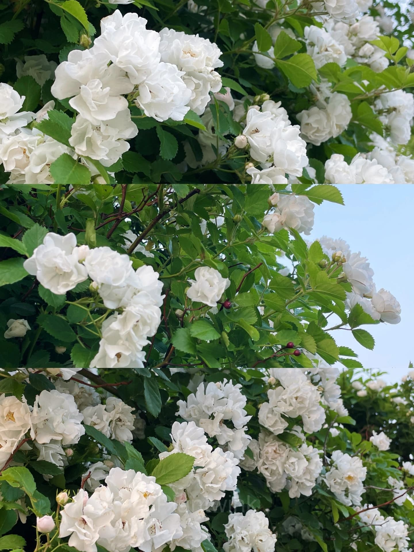 Climbing Rose Seed - View 9