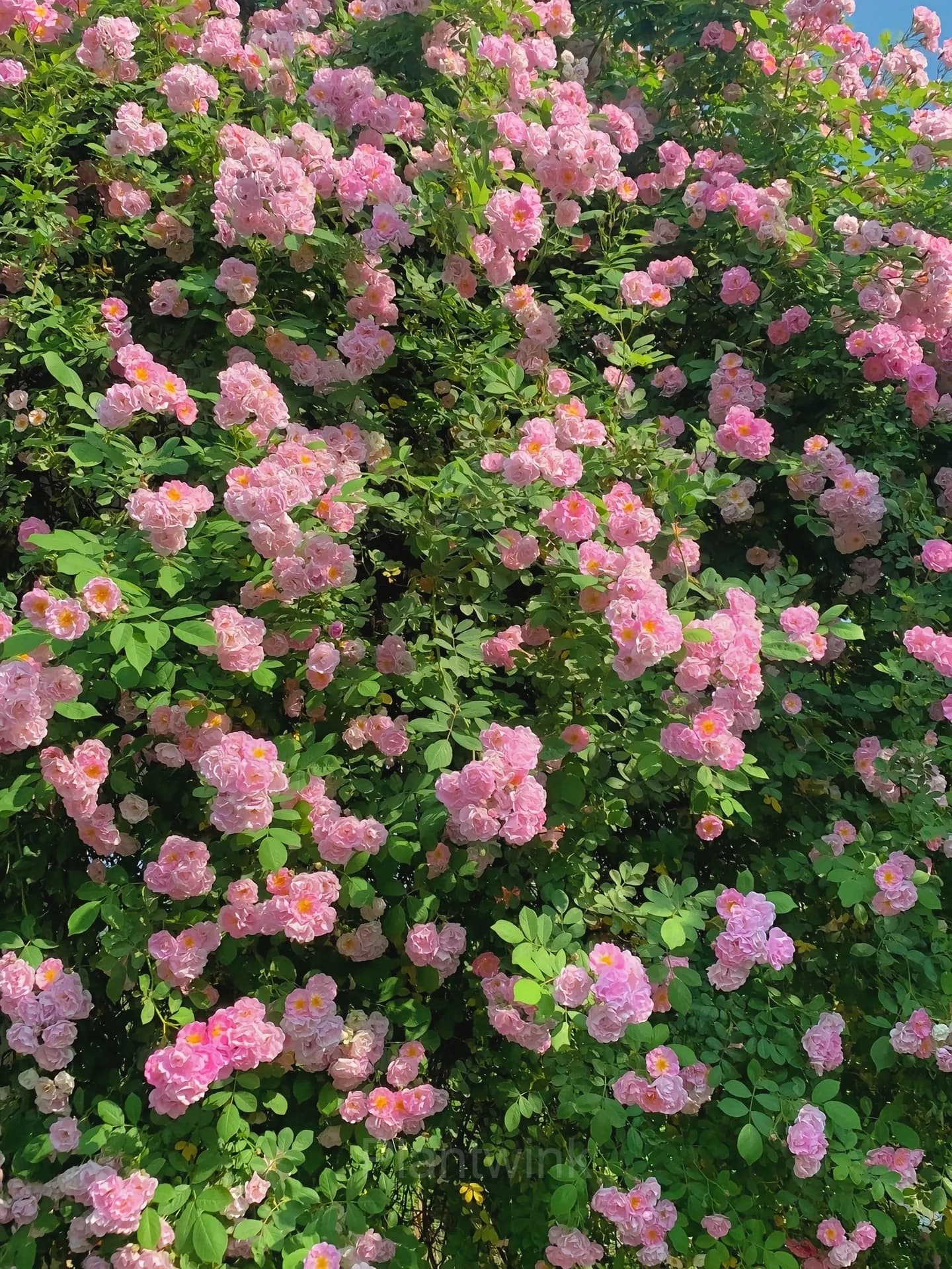 Climbing Rose Seed - View 11