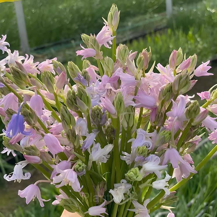 BLUEBELL Seed - Alt