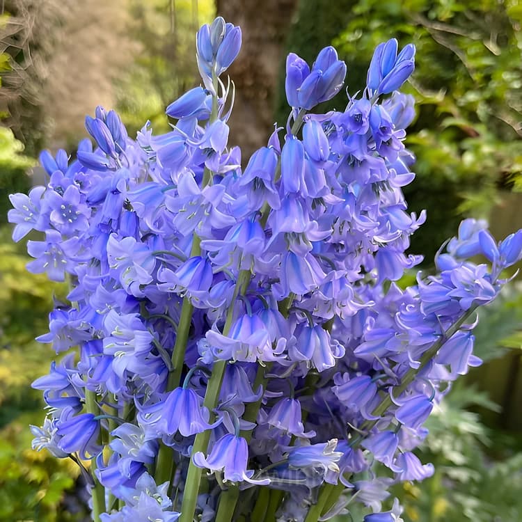 BLUEBELL Seed - Main