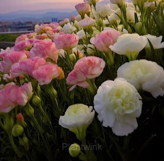 Lisianthus – Sincere Love - Main