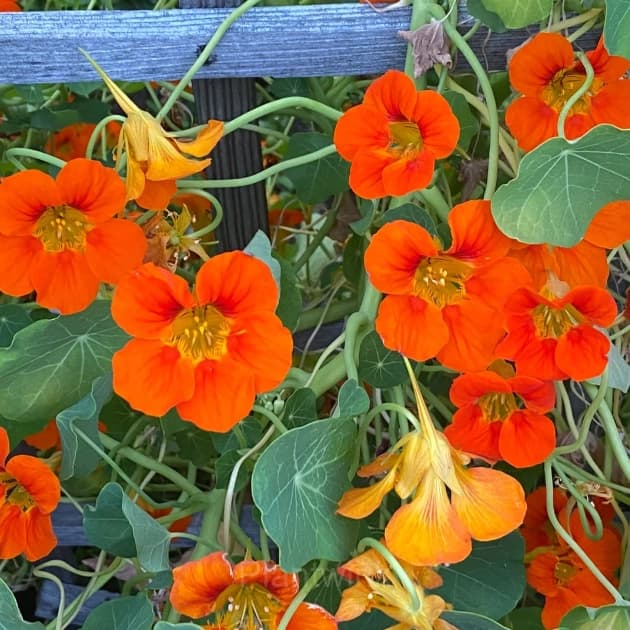Mixed Color Nasturtium Seeds - Alt
