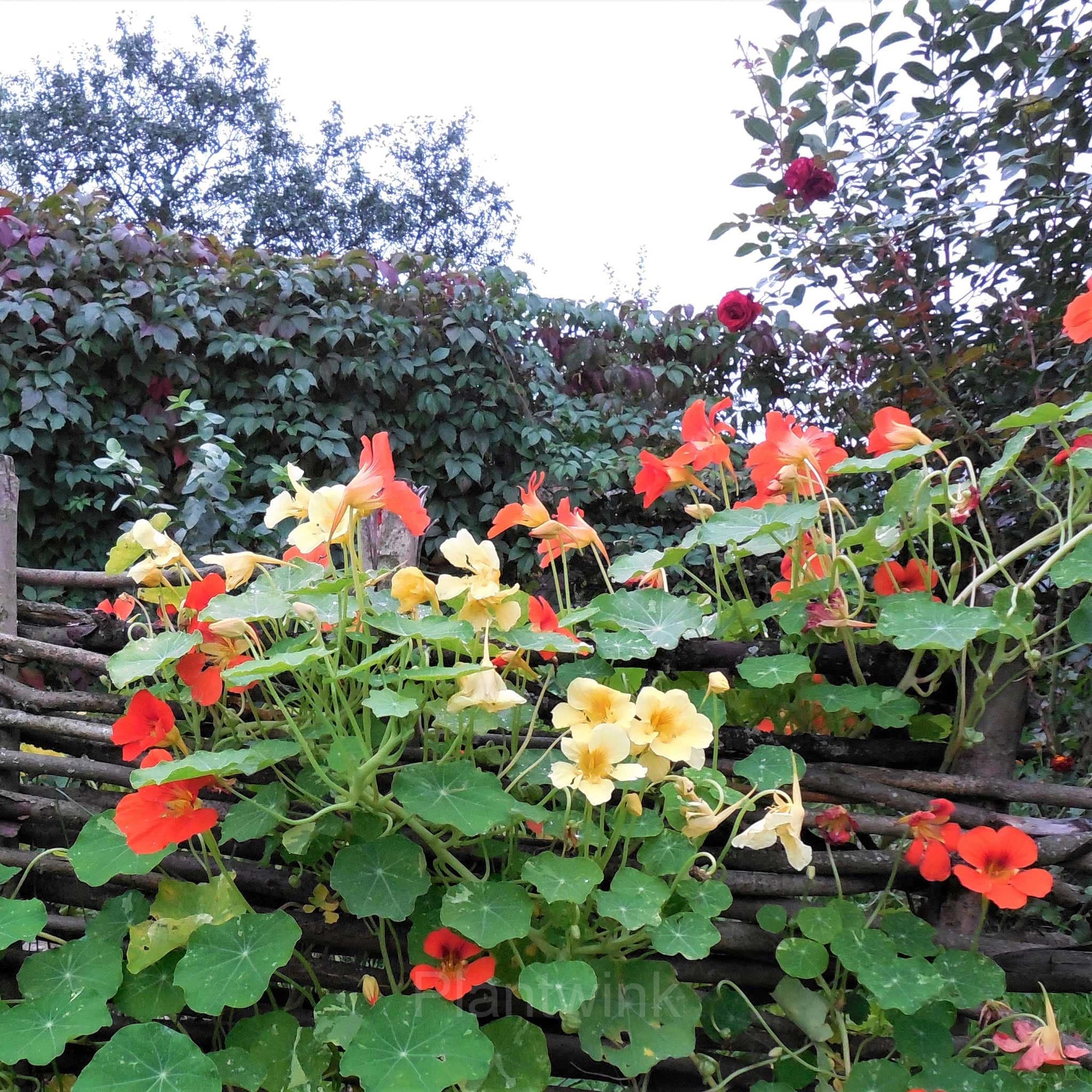 Mixed Color Nasturtium Seeds - View 3