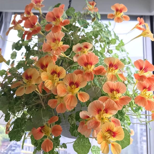 Mixed Color Nasturtium Seeds - View 4