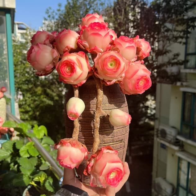Mountain Rose – Perennial Ornamental Plants - View 5