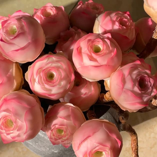 Mountain Rose – Perennial Ornamental Plants - View 7