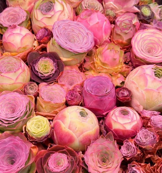Mountain Rose – Perennial Ornamental Plants - View 11