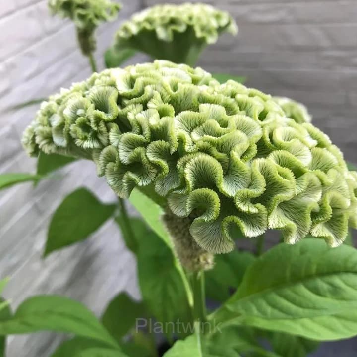 Cockscomb Celosia—Long-Lasting Beauty - Alt