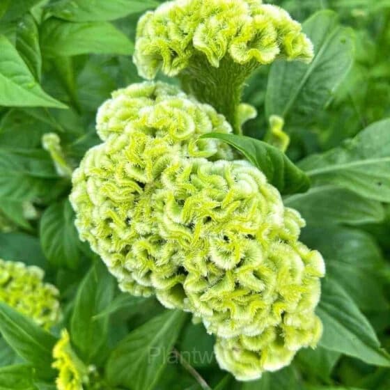 Cockscomb Celosia—Long-Lasting Beauty - View 6
