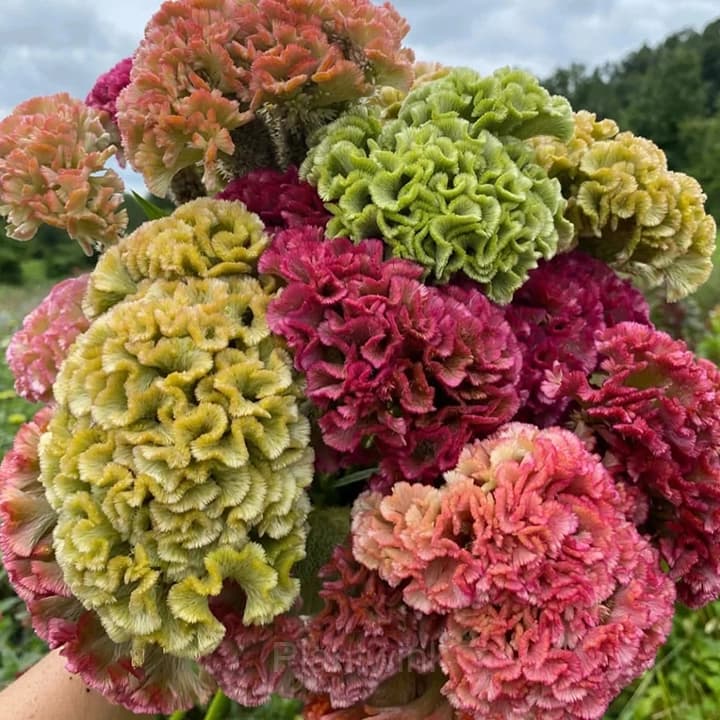 Cockscomb Celosia—Long-Lasting Beauty - Main