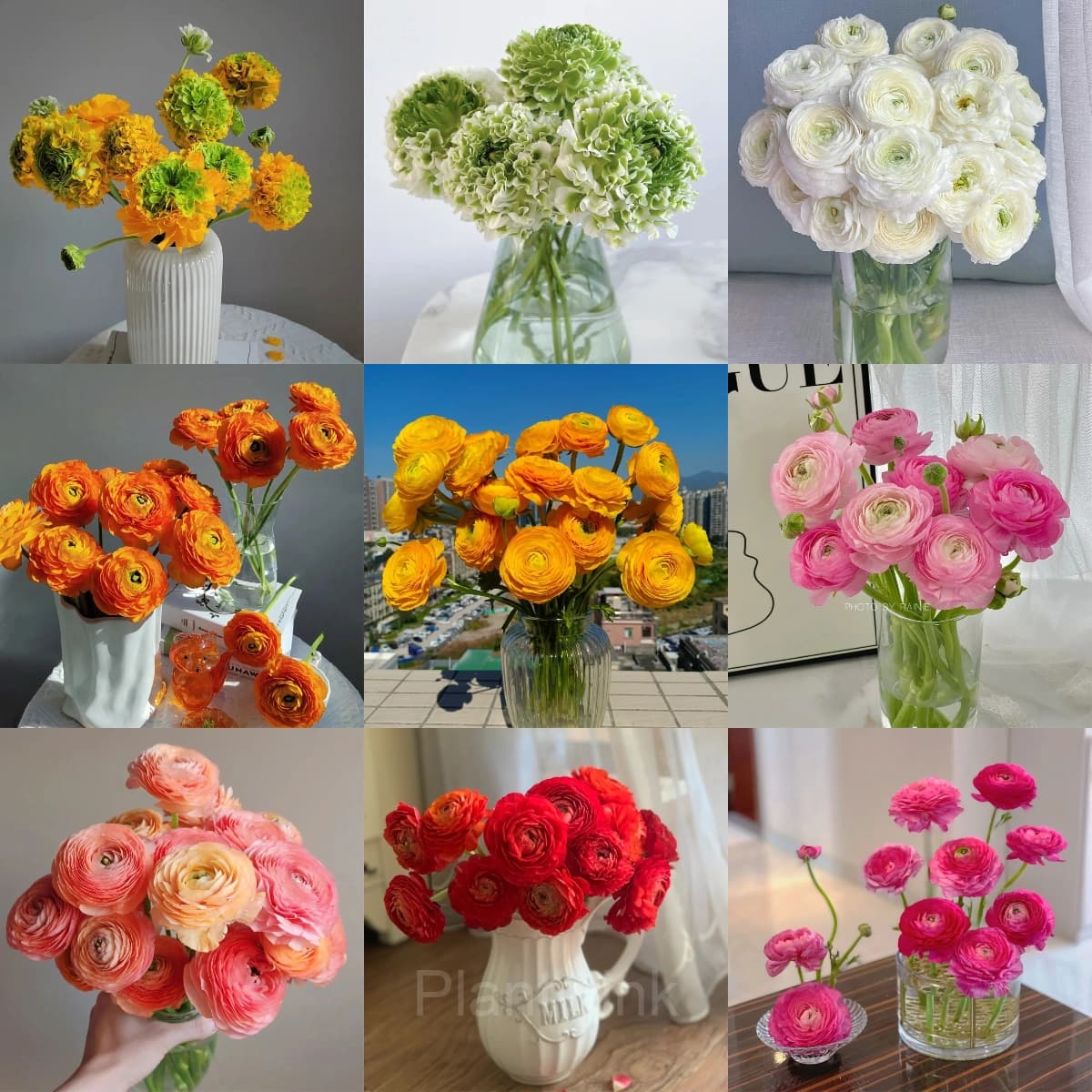 Ranunculus—Wealth And Good Fortune - Main