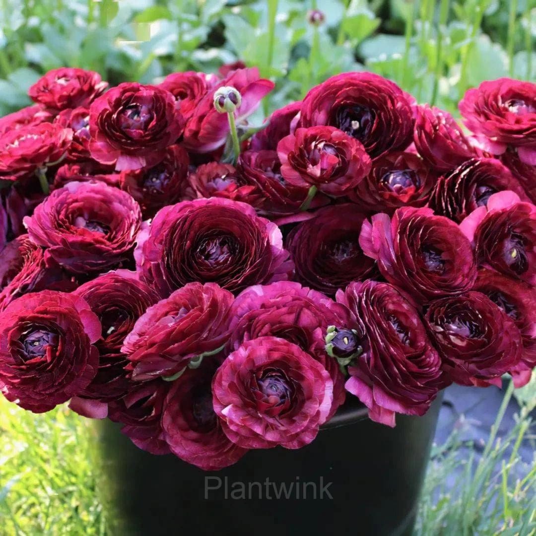 Ranunculus—Wealth And Good Fortune - View 3