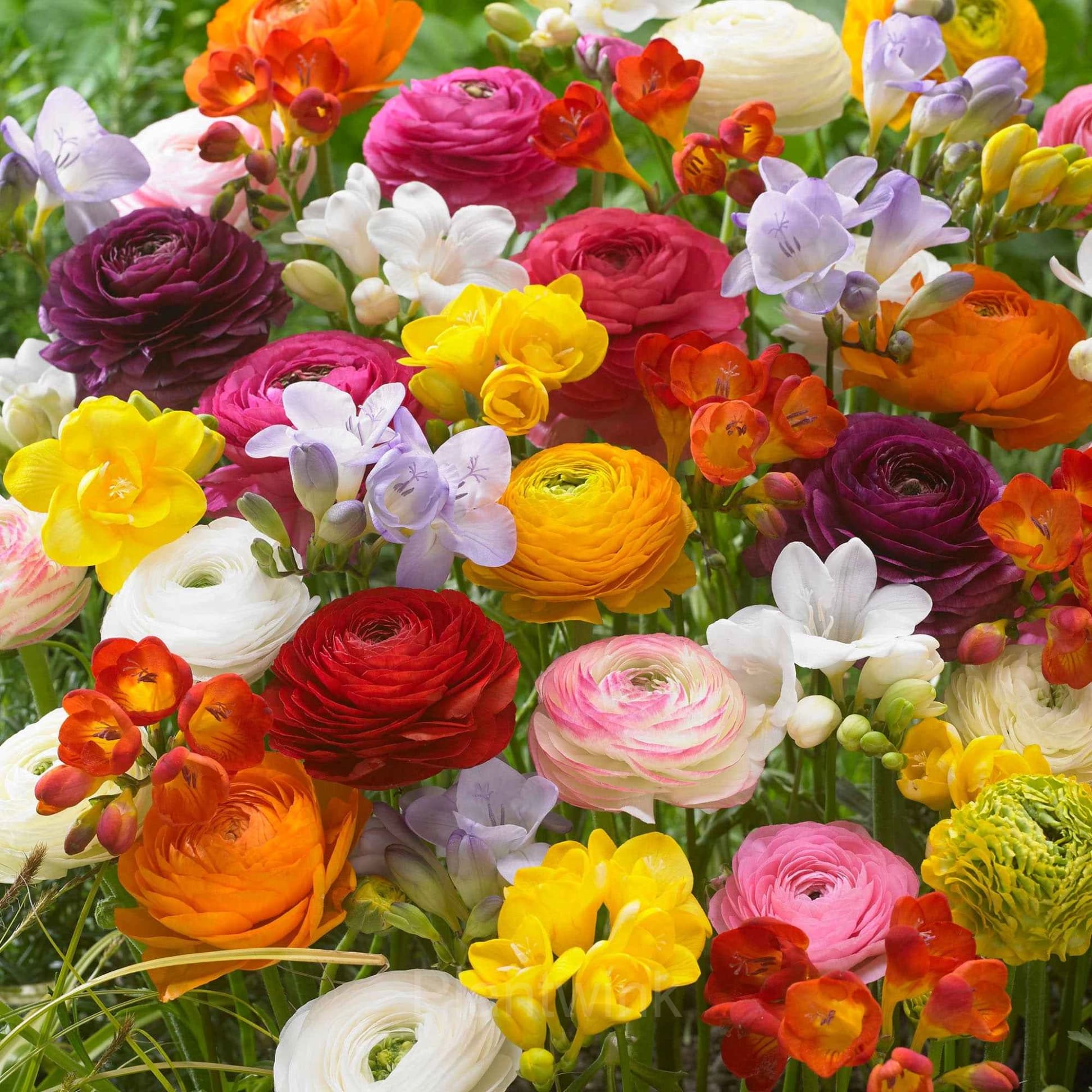 Ranunculus—Wealth And Good Fortune - View 5