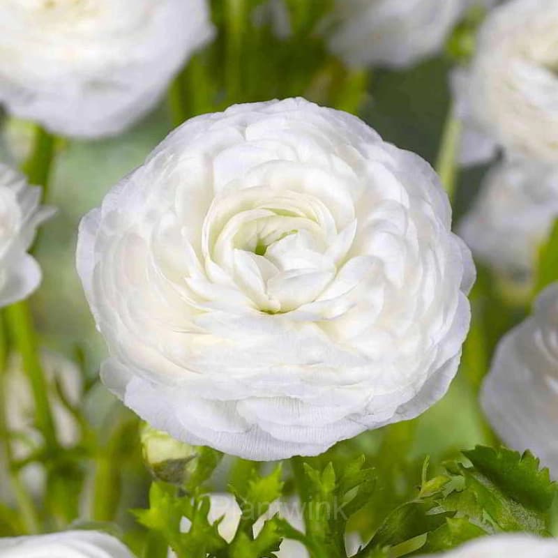 Ranunculus—Wealth And Good Fortune - View 9
