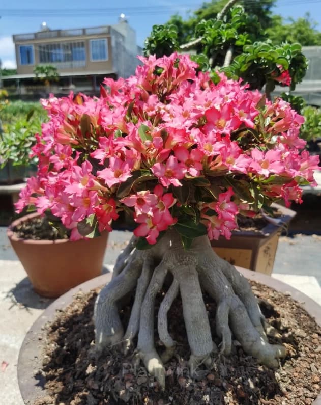 Rainbow Desert Rose Seeds—Steadfast Love - View 1
