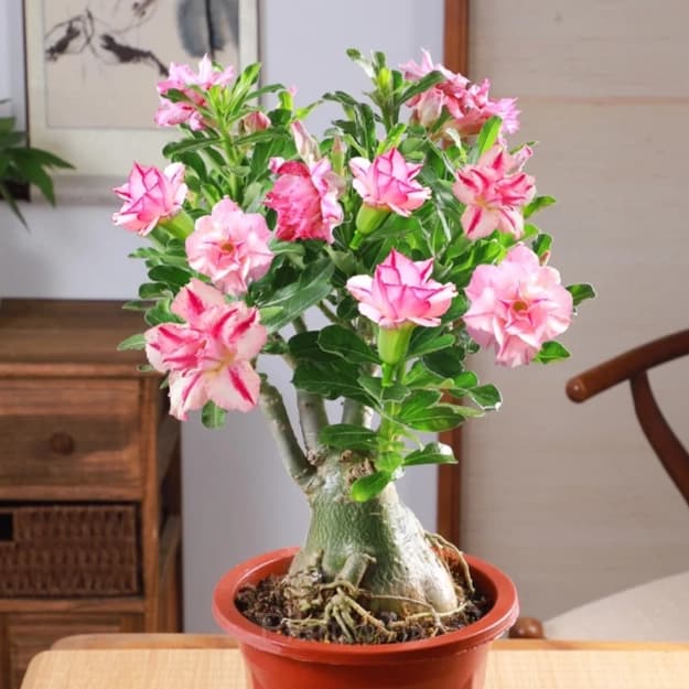 Rainbow Desert Rose Seeds—Steadfast Love - View 9