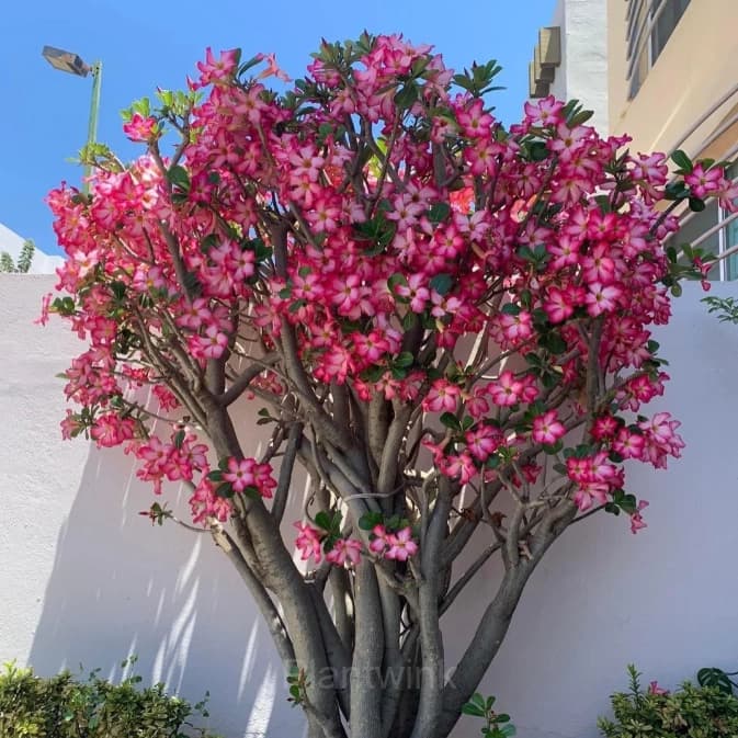 Rainbow Desert Rose Seeds—Steadfast Love - View 10