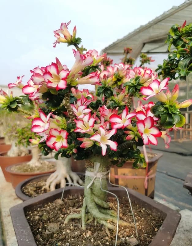 Rainbow Desert Rose Seeds—Steadfast Love - View 11