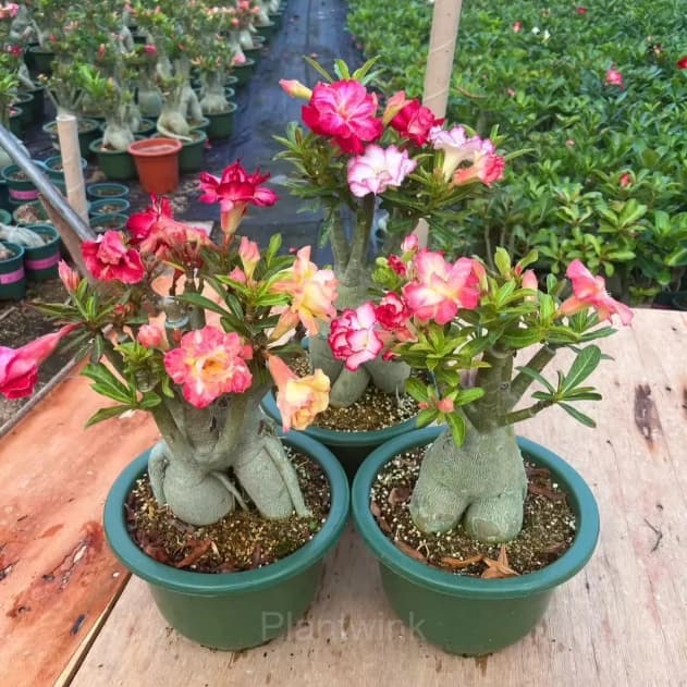 Rainbow Desert Rose Seeds—Steadfast Love - View 12