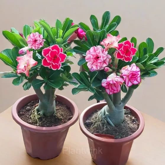Rainbow Desert Rose Seeds—Steadfast Love - View 13
