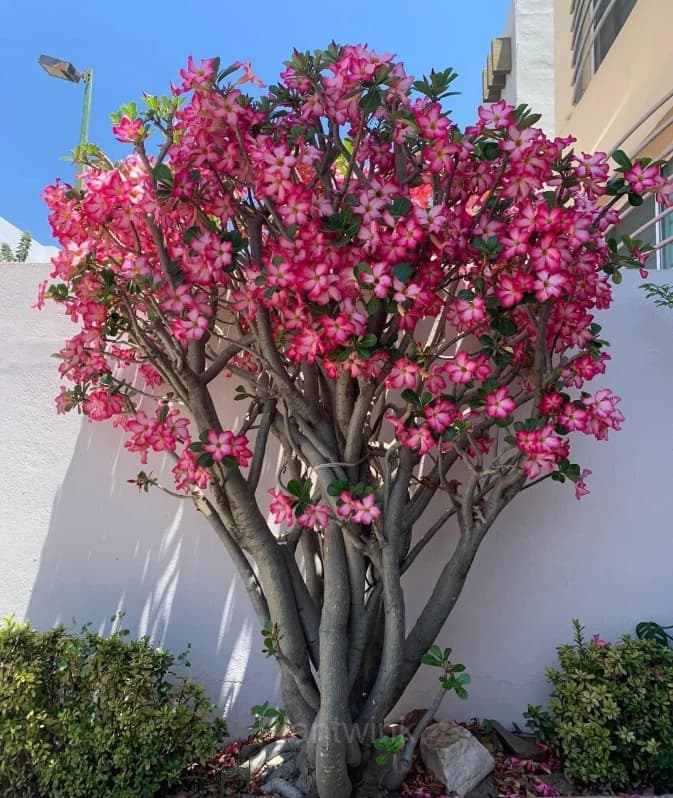 Rainbow Desert Rose Seeds—Steadfast Love - View 15