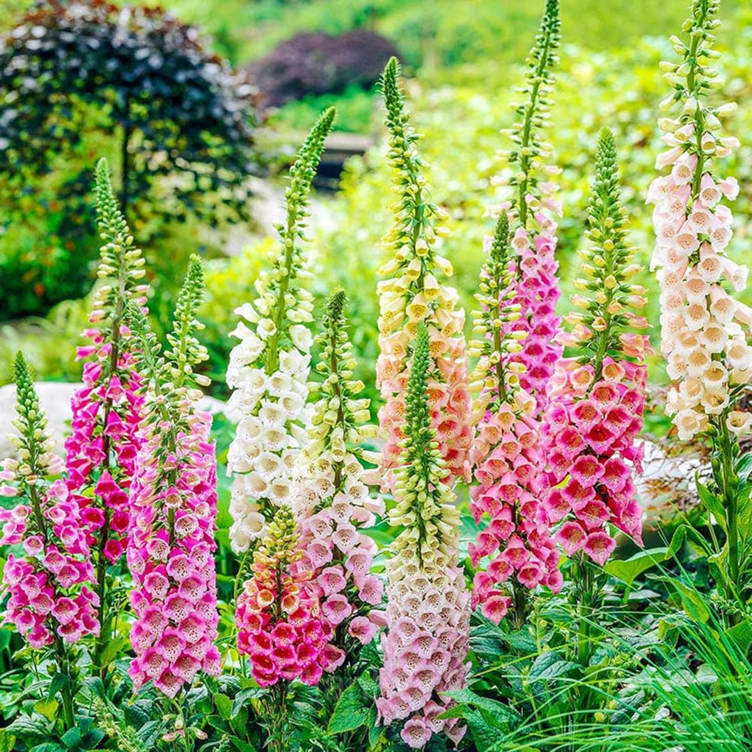 Double Foxglove Seeds - Alt