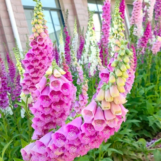Double Foxglove Seeds - Main